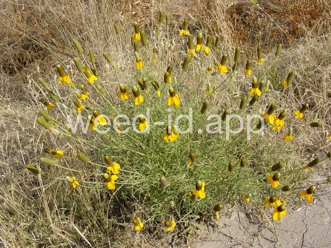 coneflower, upright prairie